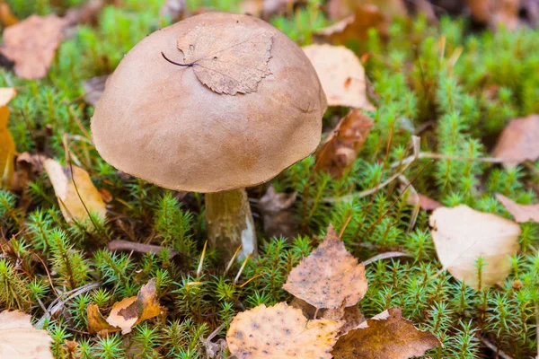 Umgefallenes Laub Liegt Herbsttag Auf Der Kappenhaut Des Waldpilzes Gras — Stockfoto