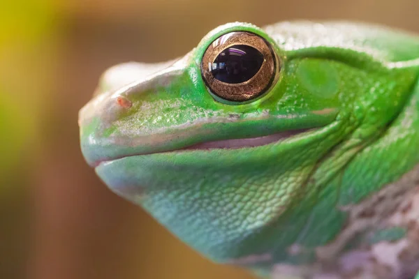 緑色の大きな目を持つカエルの頭。クローズ アップ — ストック写真