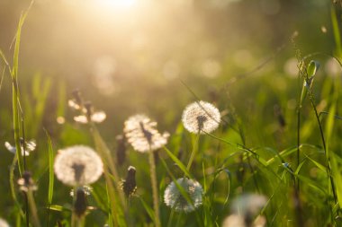 Kabarık karahindiba çiçek yaz gün batımı ve yeşil ot arka planı