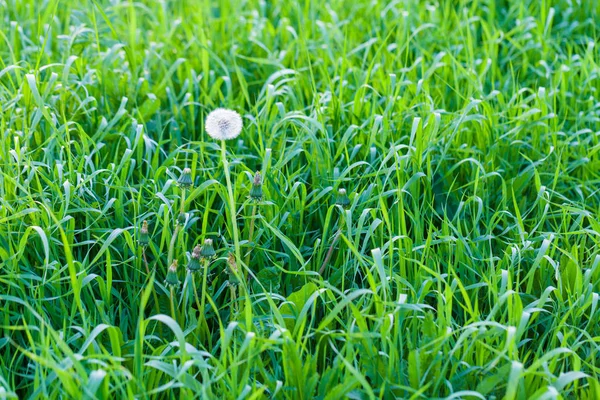Kabarık Karahindiba Çiçek Yaz Gün Batımı Yeşil Arka Planı — Stok fotoğraf