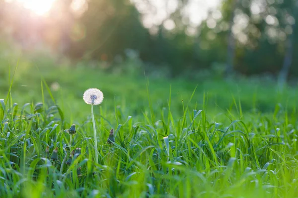 夏の夕日と緑の草の背景とふわふわタンポポの花 — ストック写真