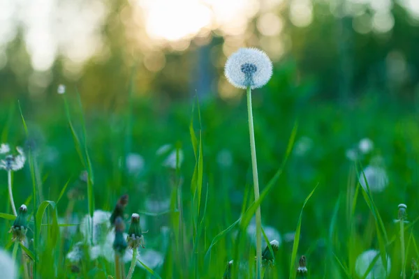 夏の夕日と緑の草の背景とふわふわタンポポの花 — ストック写真