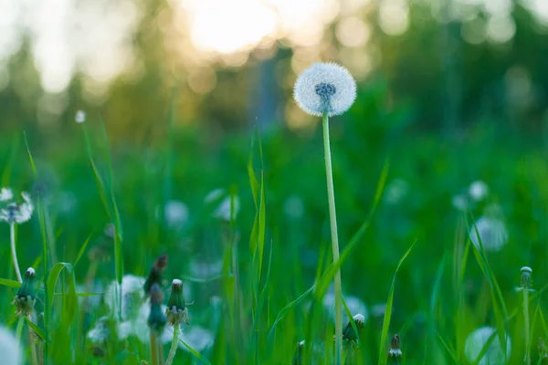 Fleur Pissenlit Moelleuse Sur Fond Coucher Soleil Été Herbe Verte — Photo