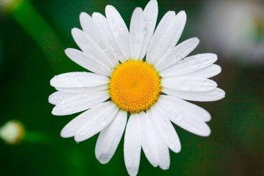Papatya veya papatya çiçek sabahı Beyaz yaprakları üzerinde çiğ damlaları ile. Yakın çekim. Makro.