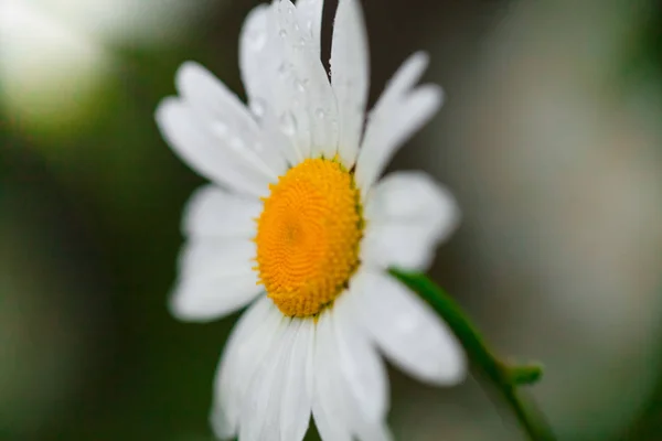 フィールド グリーンの背景の小さな深さに白い花びらに露の滴とカモミールやカモミールの花 クローズ アップ マクロ ぼかし効果 — ストック写真
