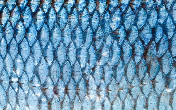 Sfondo Squame Pesce Vicino Colore Argento — Foto Stock