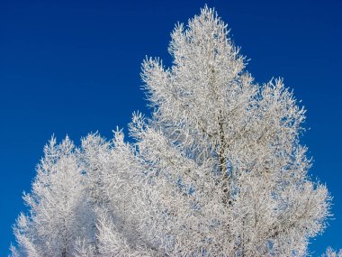 Kış ağaç dallar ile güzel mavi ve beyaz arka plan hoarfrost ile kaplıdır