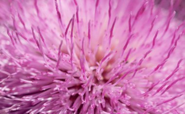 Makro ve ayrıntılı bir kadeh doğada uzun yaprakları ile mor çiçek. Yakın çekim. Pantone bahar crocus rengini
