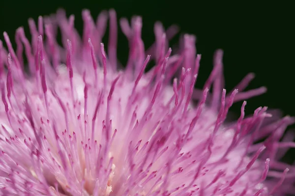 Makro Und Detailaufnahme Einer Lila Blume Mit Langen Blütenblättern Der — Stockfoto