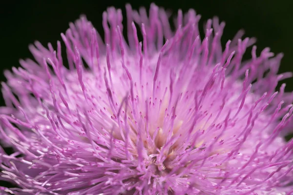 Makro Und Detailaufnahme Einer Lila Blume Mit Langen Blütenblättern Der — Stockfoto