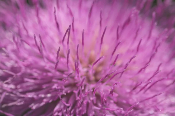 Makro Und Detailaufnahme Einer Lila Blume Mit Langen Blütenblättern Der — Stockfoto