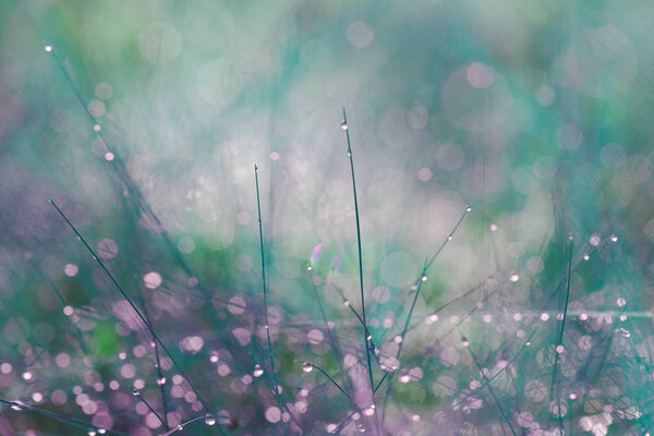 Abstract photo of long and thin stems of plants with small drops of dew on the footstalks and blurred forest and grass background in nature in the early morning.Close up.