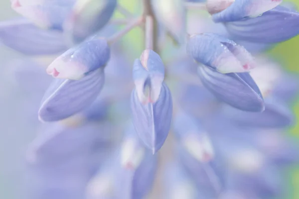 青花ルピナス マクロ クローズ アップ 柔らかな色の効果と草原にルピナスの花を咲くと背景がぼやけて — ストック写真