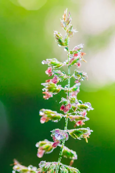 Verse Groene Plant Met Dauw Druppels Ochtends Close Achtergrond Van — Stockfoto