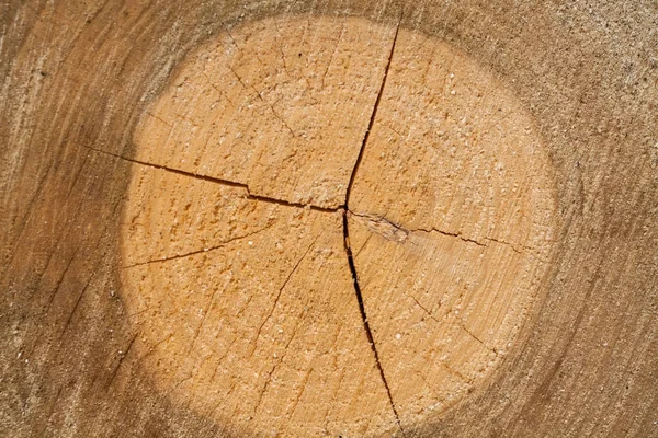 Textura Tocón Árbol Con Anillos Árbol — Foto de Stock