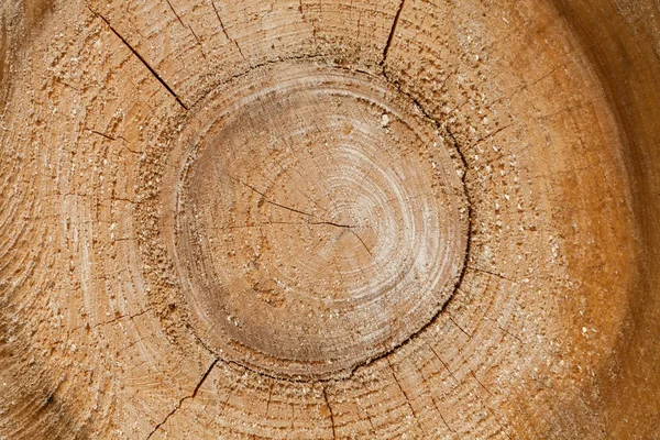 Tekstury Pniu Drzewa Pierścieniami — Zdjęcie stockowe