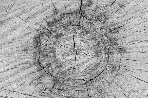 Imagen Blanco Negro Textura Del Tocón Árbol Con Anillos Árbol — Foto de Stock