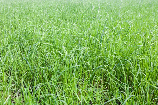 Struttura di sfondo di erba verde con tonalità di colore menta con effetto sfocato — Foto Stock