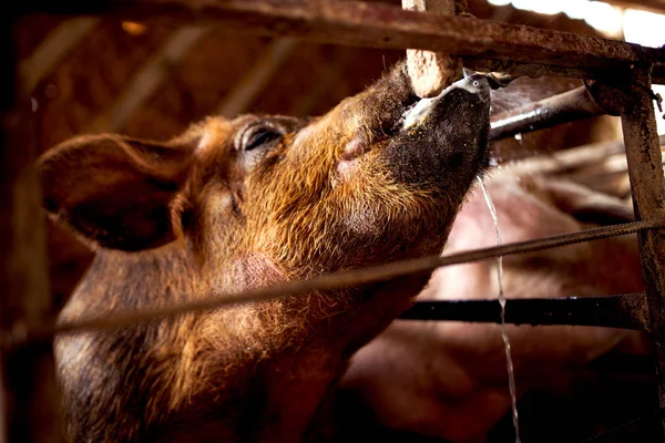 Свиньи на ферме ждут еды — стоковое фото