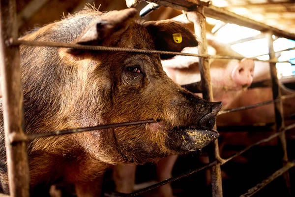 Porcs à la ferme en attente de repas — Photo