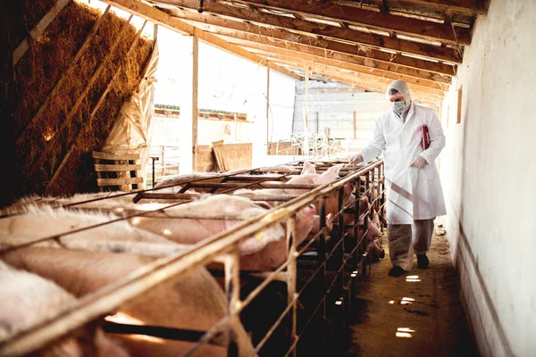 Veterinario examinando granja porcina — Foto de Stock