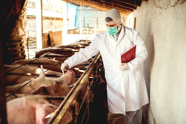 Ветеринарное обследование свинофермы — стоковое фото