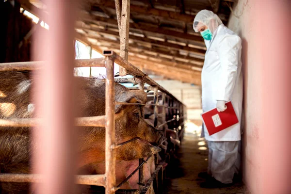 Vétérinaire examinant une exploitation porcine — Photo