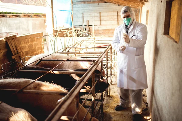 Ветеринарное обследование свинофермы — стоковое фото
