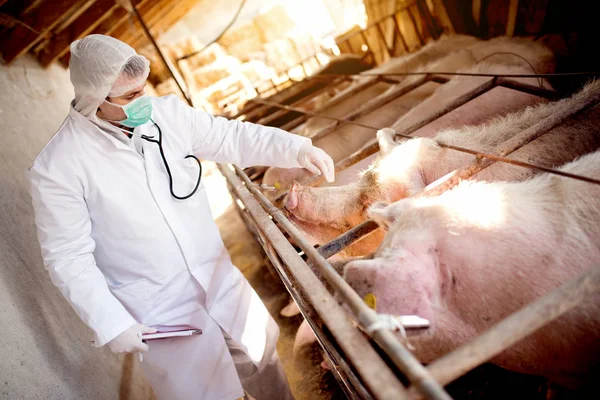 Vétérinaire examinant une exploitation porcine — Photo