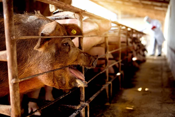 Porcs à la ferme en attente de repas — Photo