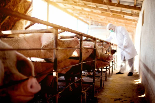 Vétérinaire examinant une exploitation porcine — Photo
