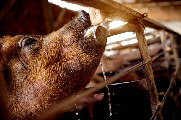 Грязная свинья на ферме — стоковое фото
