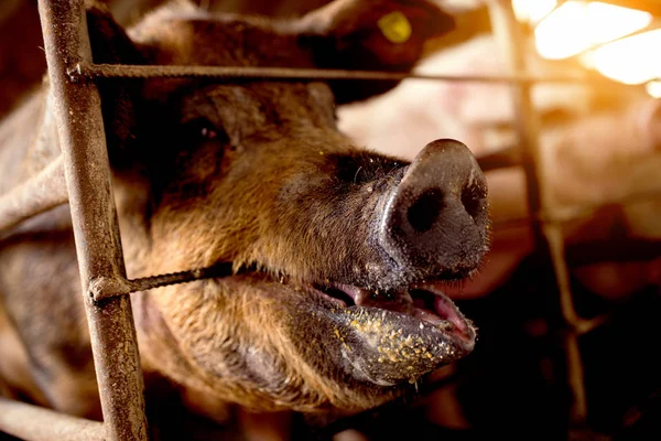 Грязная свинья на ферме — стоковое фото