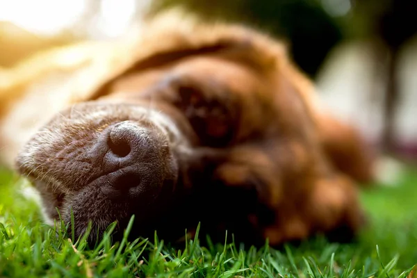 Pes spí na zelené trávě — Stock fotografie
