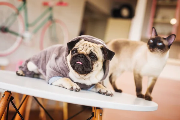 Niedlicher Mops im Kostüm mit Katze — Stockfoto