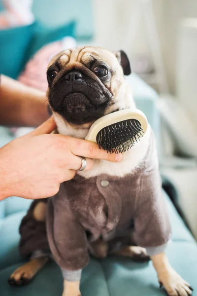 Cute pug in costume Royalty Free Stock Images