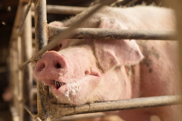 Брудна свиня на фермі — стокове фото