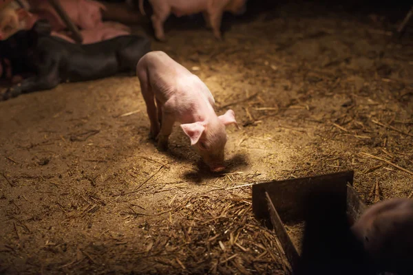 Pis domuz çiftliğinde — Stok fotoğraf