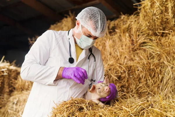 Veterinario examinando poco cerdito —  Fotos de Stock