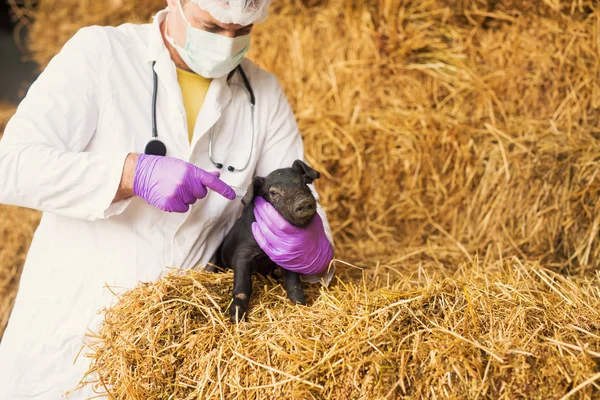 Veterinární lékař zkoumá malé prasátko — Stock fotografie