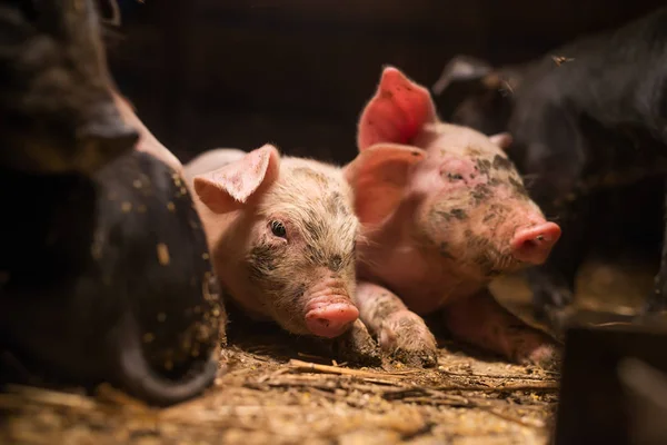 Varkens op boerderij maaltijd wachten — Stockfoto