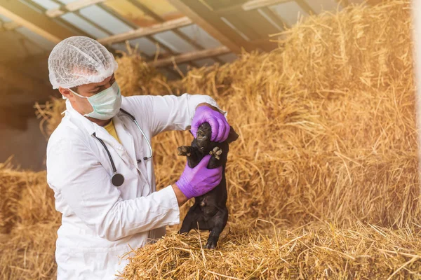 Tierarzt untersucht kleines Schweinchen — Stockfoto