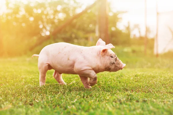 Piggy walking on green grass — Stock Photo, Image