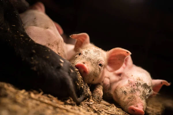 Prasata na farmě čekání na jídlo — Stock fotografie