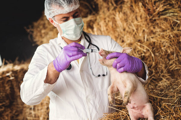 Veterinarian examining little piggy — Stock Photo, Image