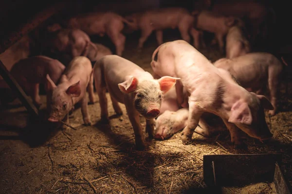 Pigs on farm waiting for meal — Stock Photo, Image