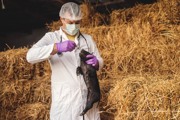 Veterinário examinando porquinho — Fotografia de Stock