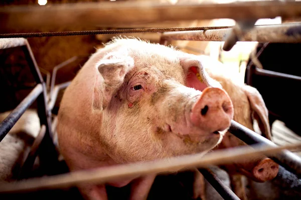 猪在农场等待餐 — 图库照片