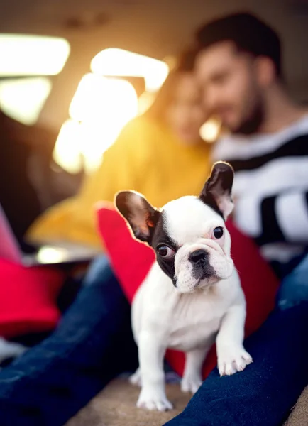 Couple and their puppy relaxing Royalty Free Stock Photos