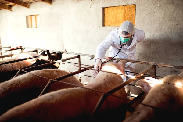 Veterinarian examining pig farm — Stock Photo, Image